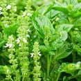 thumbnail image 4 of 110 Seeds| Lemon Basil Seeds- Authentic Seeds ~ GMO Free ~ Seeds~Flower seeds~ Vegetable seeds~ Asian Garden~ Flowers~ Herbs B5G1 #7007, 4 of 5