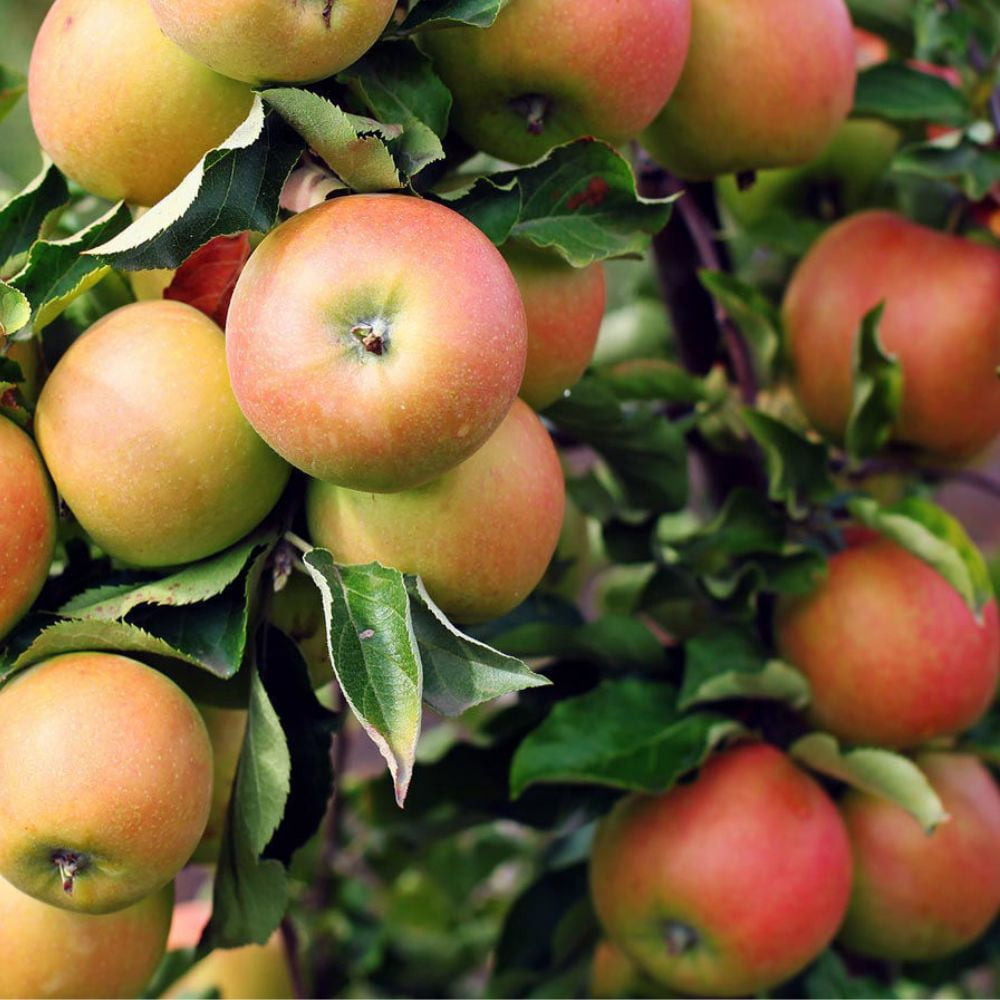 Expert Gardener 1-2 ft. tall Jona Gold Apple Live Tree in 1- Gallon Grower Pot