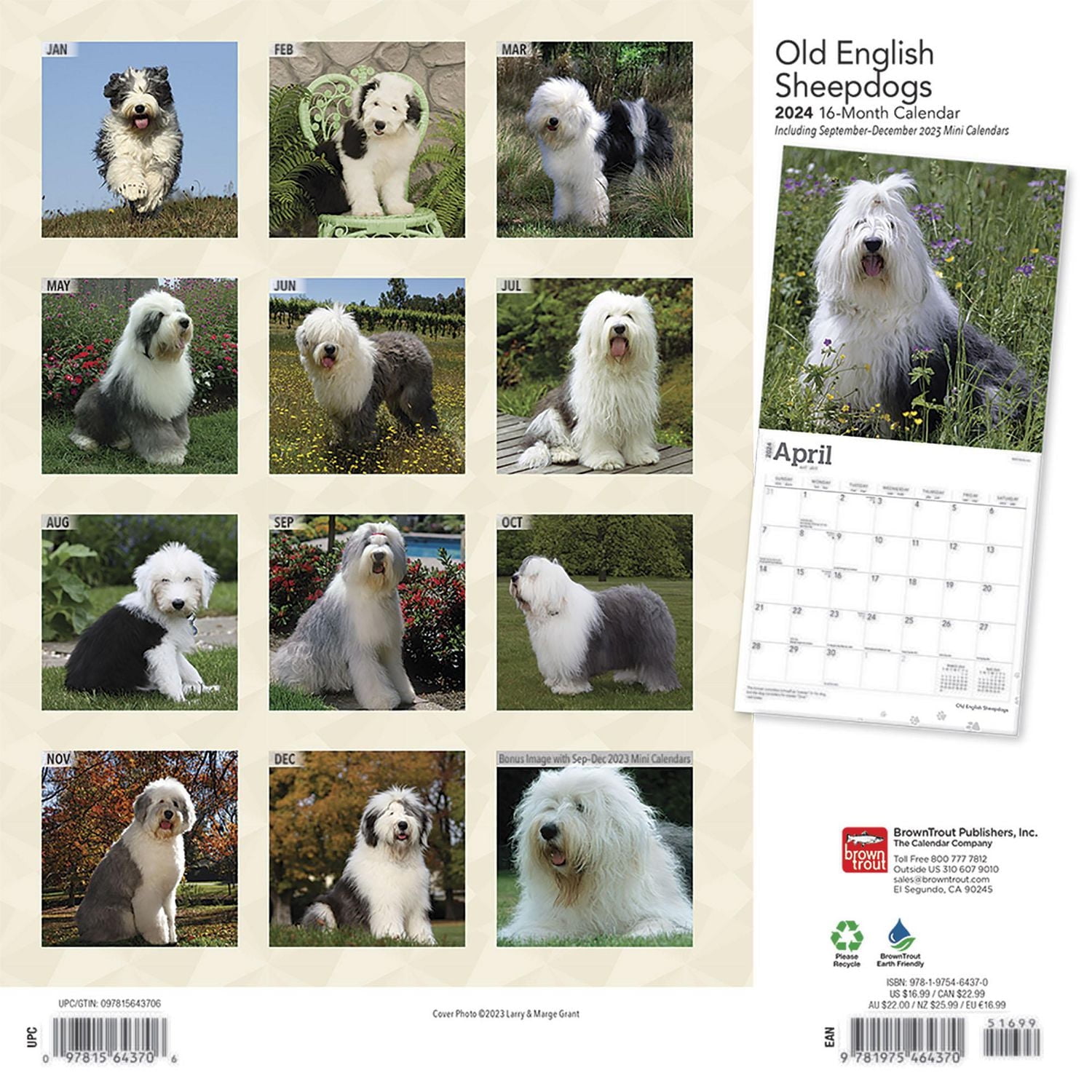 BrownTrout Old English Sheepdogs 2024 12x24 Inch Square Wall Calendar, 9781975464370