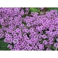 thumbnail image 4 of 100 Graines de Thym Rampant Walk On Me Serpyllum Herb Flower, 4 of 4