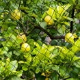 thumbnail image 3 of NOGIS Deer Fence Netting, 6.8 x 65.6 FT Bird Netting Anti Bird Deer Protection Net Reusable Protective Garden Netting for Plants Fruit Trees Vegetables Against Birds, Deer and Other Animals, 3 of 7
