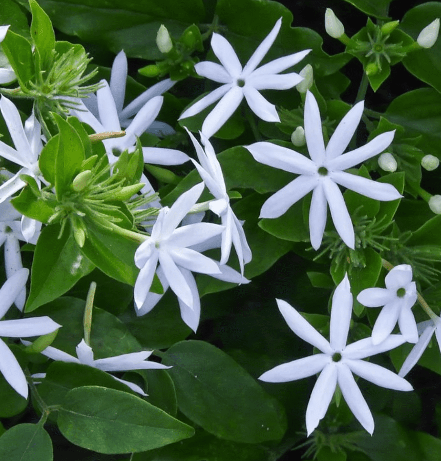 Downey Jasmine Plant Live, 4-8 Inches, Fragrant Jasmine Flower Vine for Planting