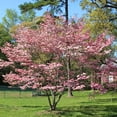 thumbnail image 2 of Brighter Blooms - Pink Dogwood Tree, 2-3 ft. - No Shipping to AK, AZ, FL, HI, 2 of 7