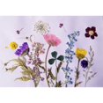 thumbnail image 3 of 12 piezas de flores prensadas flores de secas naturales reales para manualidades de bricolaje, 3 of 9