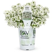 PW 1.56PT LOBULARIA SNOW PRINCESS WHITE LIVE PLANTS WITH GROWER POT