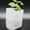 White, variant on 100Pcs Nursery Growing Bags, Non-Woven Fabric Seedlings Grow Bag for High Seedling Survival Rate, Flower Seed Packets Starter