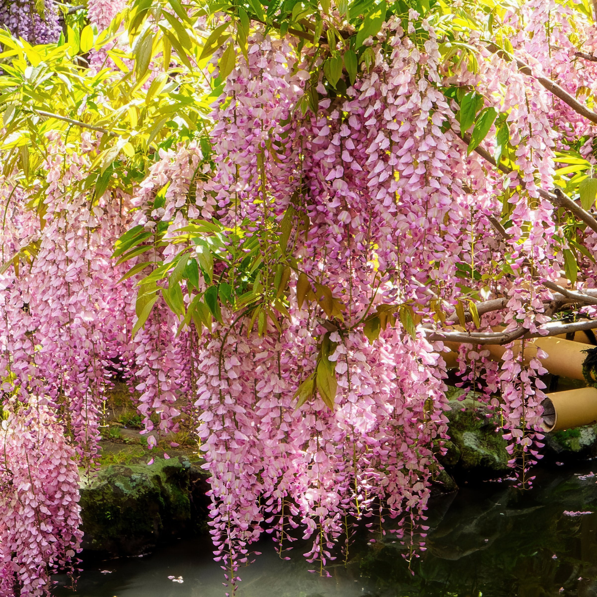 National Plant Network Live Perennial 1 gal Pink Wisteria with Full Sunlight