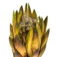 thumbnail image 4 of Vickerman 8-12" Basil Repens - Natural Stem - Bulk case, 180 pieces, Dried, 4 of 5