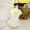 Yellow, variant on Adorable Pet Clothes for Cats & Small Dogs - Charming Spring & Autumn Wear Pet Dress