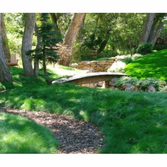 Fine Fescue Grass Seed Mix - 5 lb - Covers 1,000 Sq Ft