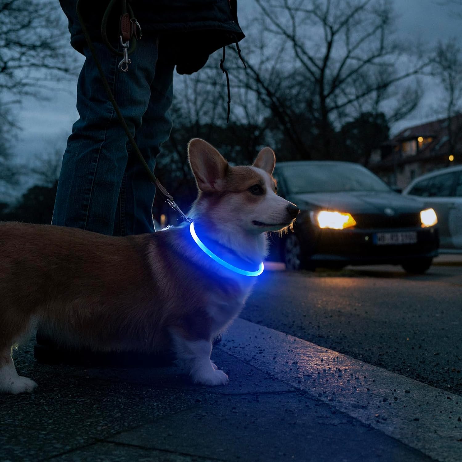 Teddy Run Led Dog Collar USB Rechargeable Safety Collar photo 6