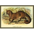 thumbnail image 1 of Common Palm Civet- Fine Art Canvas Print (20" x 30"), 1 of 1