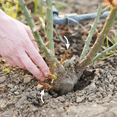 thumbnail image 4 of Rose, Low Maintenance - Easy Grow - Ideal for Beds Borders, Plant Pots & Planters, 4 of 4