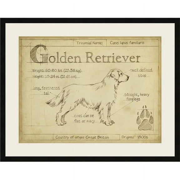 Somerset House Publishing  Antique Golden Retriever, Framed Fine Art Print with Glass