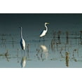 thumbnail image 2 of Hausenflock, Alan 18x13 Black Ornate Wood Framed with Double Matting Museum Art Print Titled - Early Morning Egrets I, 2 of 4