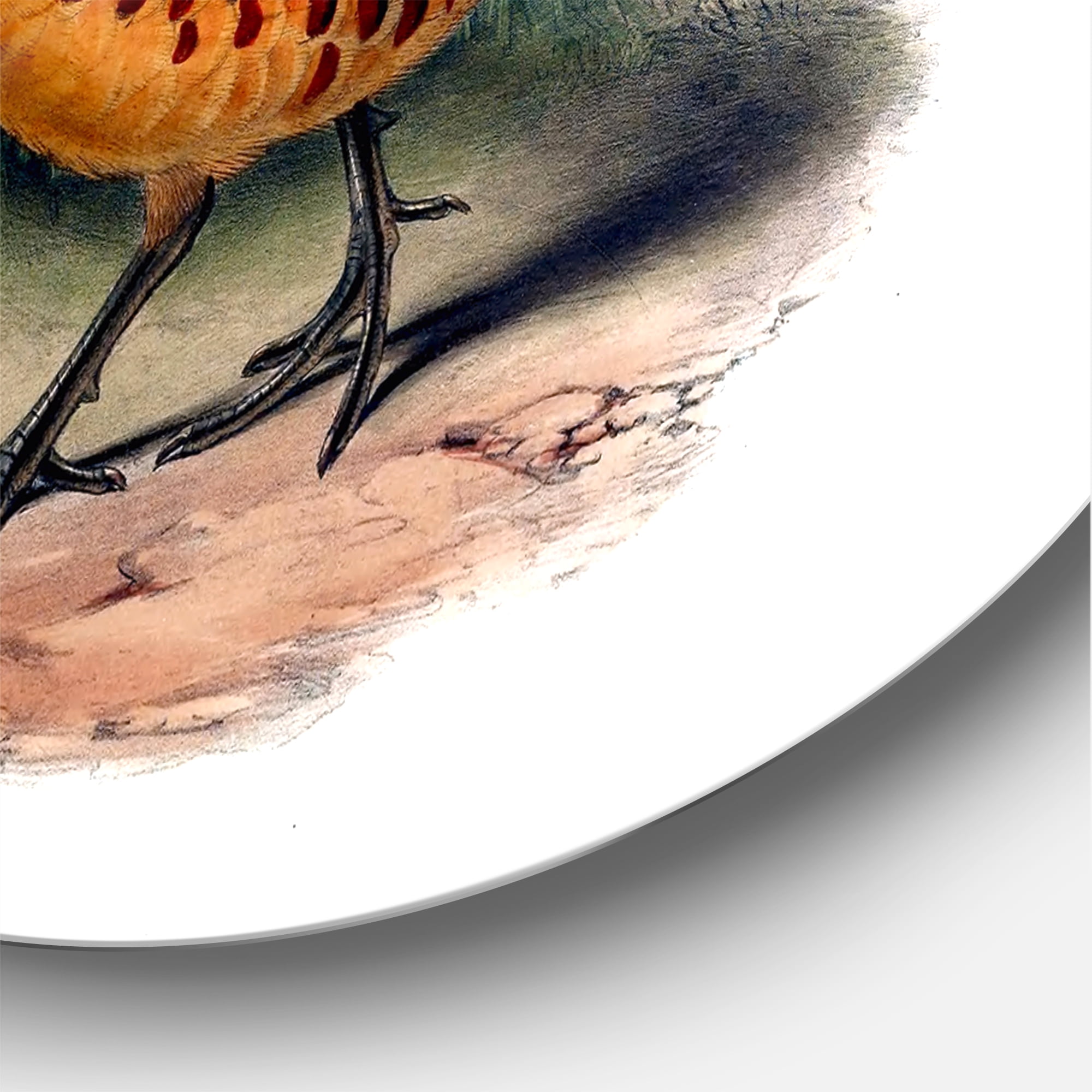 Designart 'Ancient Birds In The Wild VII' Traditional Circle Metal Wall Art 29x29 - Disc of 29
