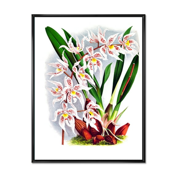 Designart 'White Vintage Orchid Flower II' Traditional Framed Canvas Wall Art Print