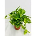 thumbnail image 2 of House Plant 4-POTHOS-GOLDEN Golden Pothos Plant in 4 in. Pot, 2 of 3