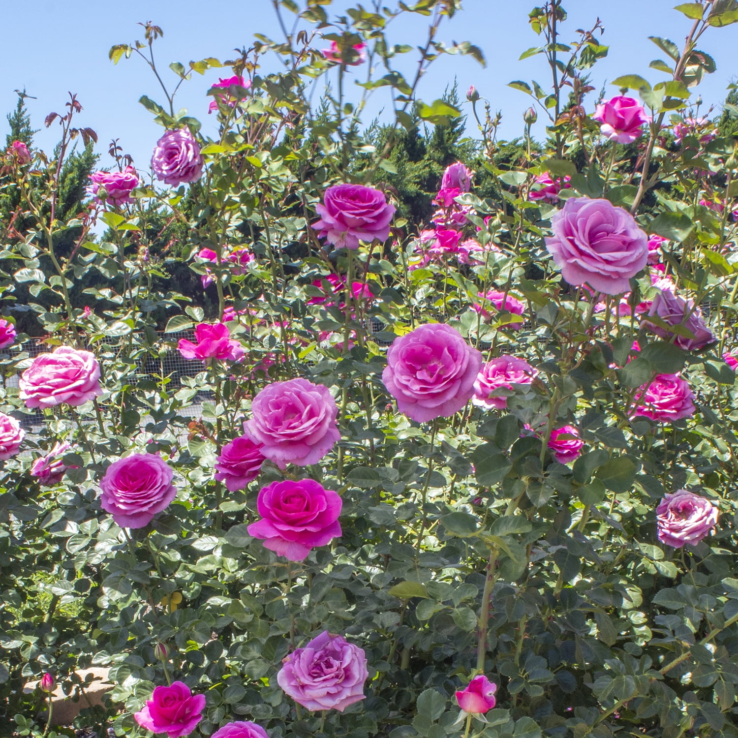 True Bloom 'True Gratitude' PP28929 Dark Pink Rose Bush Roses, 8Qt. Pot, Full Sun, Live Plant