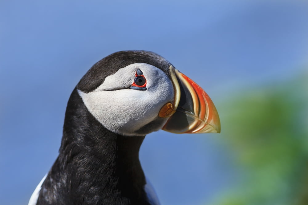 Close up of Atlantic Puffin (Fratercula arctica) at Ile aux Perroquets Mingan Archipelago National Park Reserve of Canada Cote-Nord Duplessis region Quebec Canada Canvas Art - Yves Marcoux Design Pic