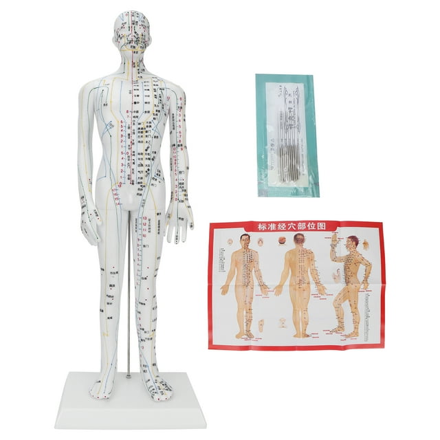 Modelo de acupuntura masculina para enseñar los meridianos de acupuntura con juego de agujas de acupuntura de base.