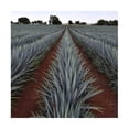 thumbnail image 3 of Tequila 7 leguas Blanco 1 litro, 3 of 3