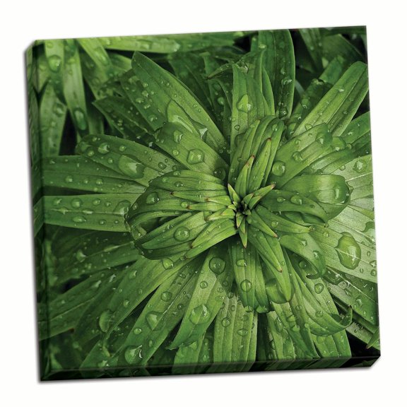 Gango Home Decor Contemporary Nature Up-Close I by Monika Burkhart (Ready to Hang); One 24x24in Hand-Stretched Canvas