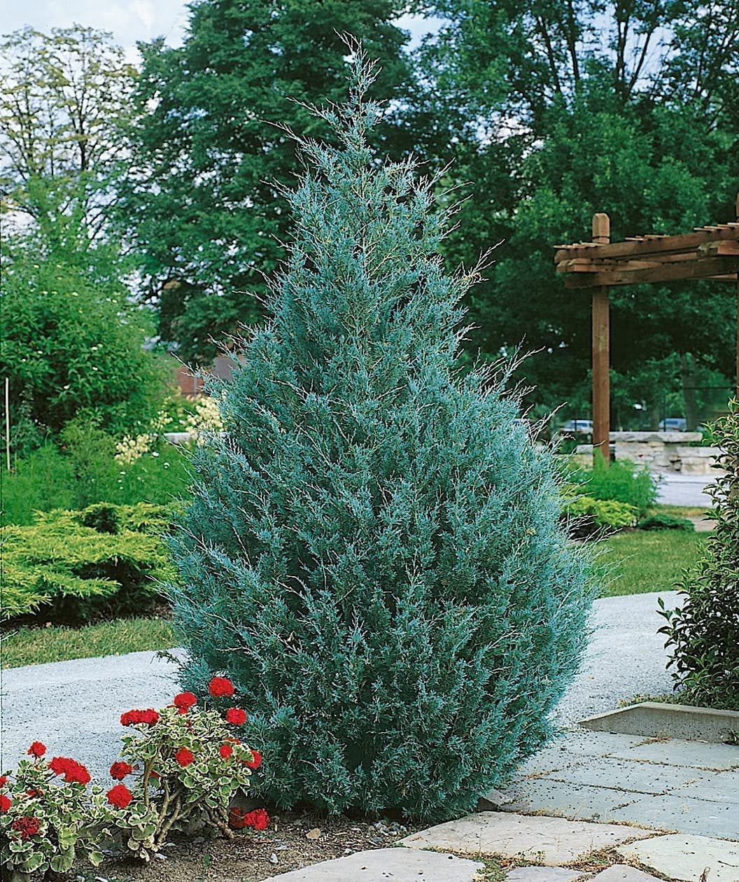 Wichita Blue Juniper  3 Live Gallon Size Trees  Juniperus Scopulorum  Evergreen Screening Hedging Plant