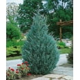 thumbnail image 2 of Wichita Blue Juniper  1 Live Gallon Size Tree  Juniperus Scopulorum  Evergreen Screening Hedging Plant, 2 of 8