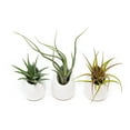 thumbnail image 6 of White Ceramic Wall Planter with Assorted Air Plants - Live Tillandsia in Plant Holder - Succulent Plant Vase - Home and Garden Decor - Easy Care Plants (3 Large Planters with 3 Air Plants), 6 of 12