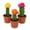 Variety 3Pack, variant on Red Puff Euphorbia Cactus - 1 Live Starter Plant - Grafted Euphorbia Trigona - Colorful Architectural Crowned Cactus Succulent
