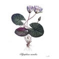 thumbnail image 2 of Sophie 6 15x18 Gold Ornate Wood Framed with Double Matting Museum Art Print Titled - Nymphaea Caerulea, 2 of 4