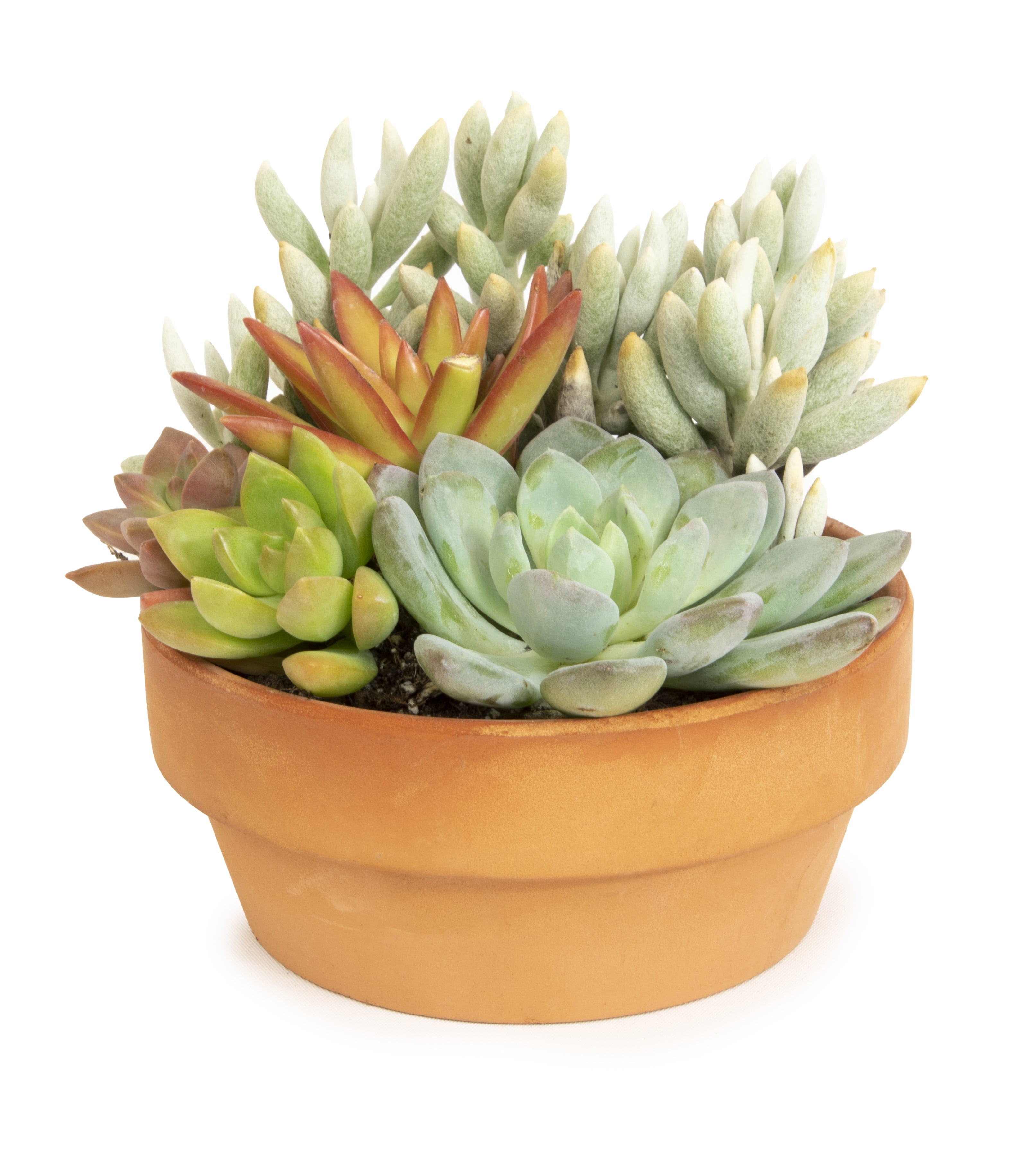 Altman Plants Live Succulent Garden Plant Gift, Drought Tolerant Succulents in 5" Clay Pot