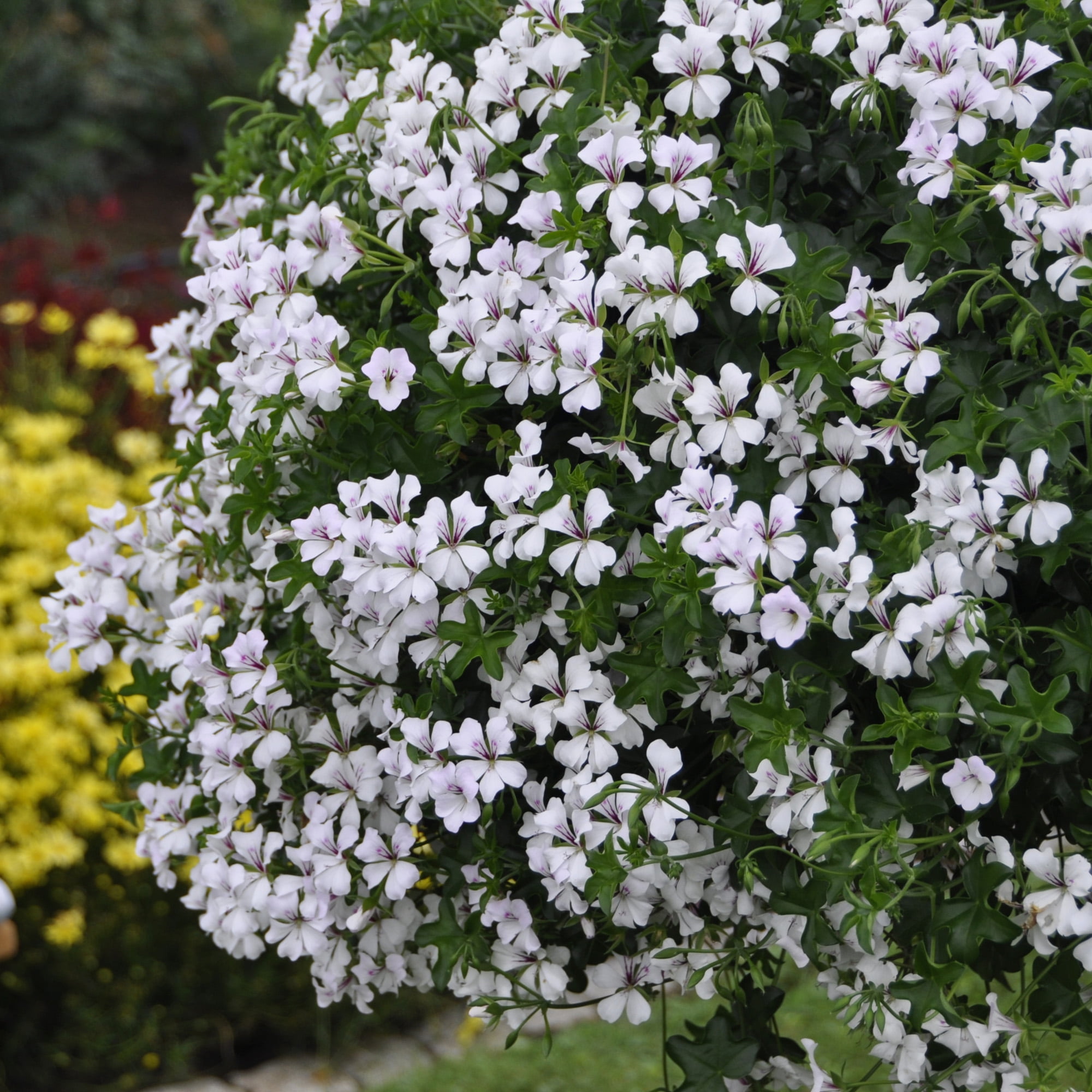 Geranium Ivy Summer Showers Series White Blush Seeds 