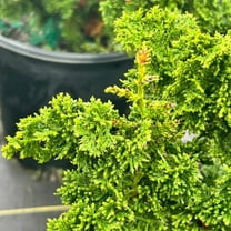 Fernsprey False Cypress - 3 Gallon Pot, Live Conifer Shrub, Full Sun, Outdoor