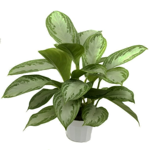 Silver Bay Chinese Evergreen Plant - Aglaonema - Low Light ...