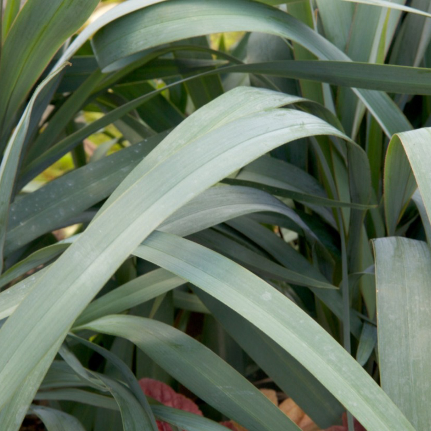 Clarity Blue Dianella 'Flax Lily' (2.5 Quart) Evergreen Ornamental Grass with Blue Foliage - image 3 of 6