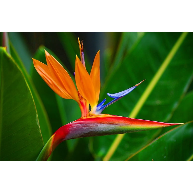 Live Indoor Multi-color Strelitzia Reginae Bird of Paradise