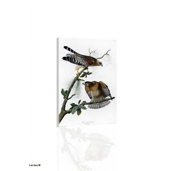 Red Shouldered Hawk (Audubon) - Canvas OR Print Wall Art