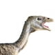 thumbnail image 3 of Modelo realista sólido para niños Deinonychus Juguete dinosaurio Juguetes Cumpleaños Educación, 3 of 8