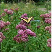 Pink Milkweed Starter Plants, 5-Pack, Full Sun, 4-8 In, Ships No Pot