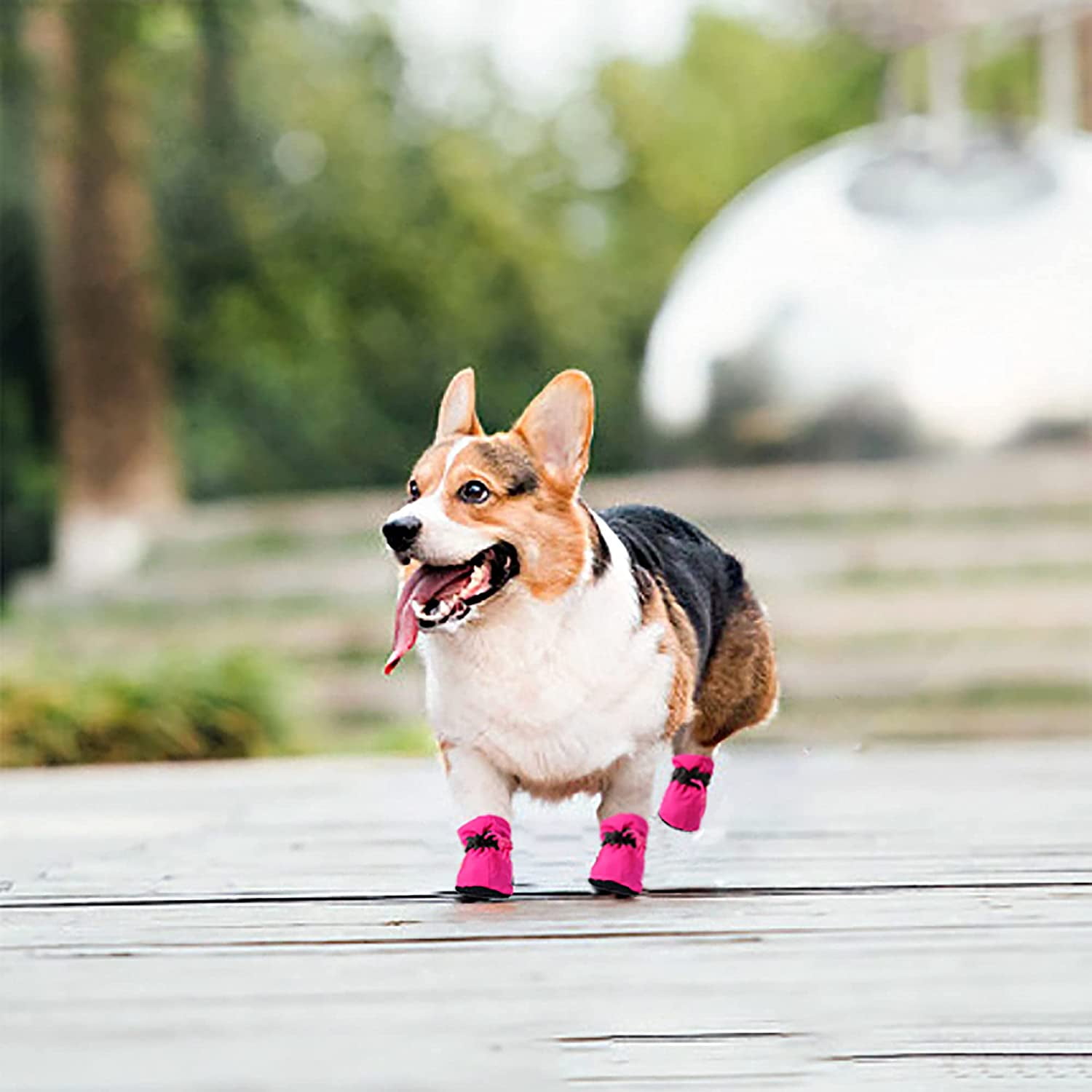 Dog with shoes walking discount