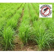 Clovers Garden 4-7 inches Tall Lemongrass - Mosquito Repellent Live Plant in a 4-inch Pots 2