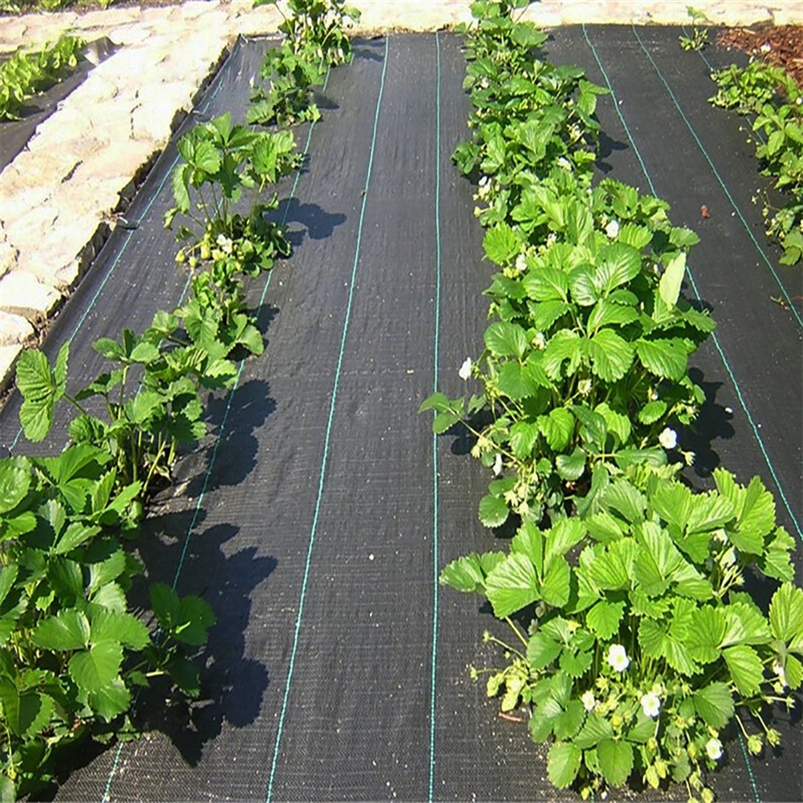 TTJ Barrier Ground Cover Fabric 3.3x16.4/32.8/49.21/65.62ft Landscape Weed Block Gardening Mat Heavy Duty Scape Lane Membrane for Mulch Beds Driveway