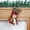 Multicolor a5050, variant on Cagogo under $5 Christmas Socks Gift Bag, Christmas Socks Vintage Style Gift Bag, Holiday Stocking Candy Bag Storage Pouch, Multi-Purpose Christmas Decoration, Festive Party Favor Bags