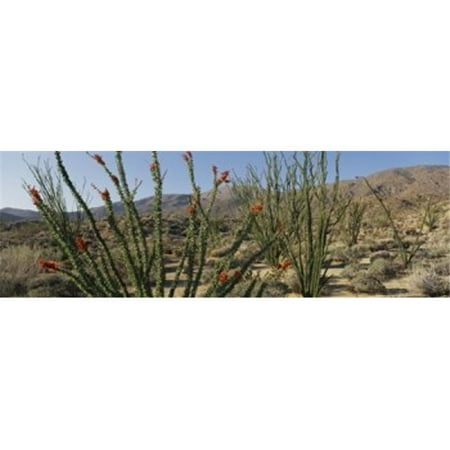 - Panoramic Images PPI83944L Ocotillo Anza Borrego Desert State Park CA Poster Print by Panoramic Images - 36 x 12
