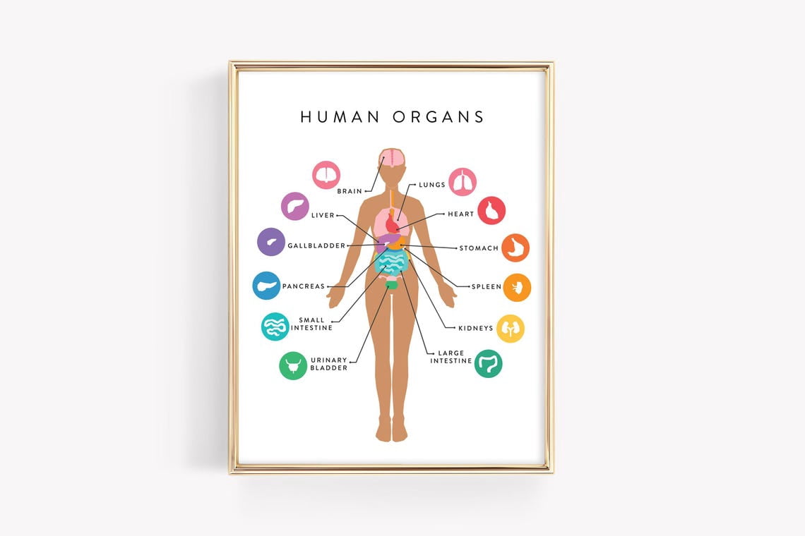 Set of 6 Framed Medical Posters The Stomach; Understanding The