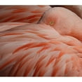 thumbnail image 3 of Wechsler, Robin 22x20 Black Modern Framed Museum Art Print Titled - Portrait Of A Pink Flamingo, 3 of 5