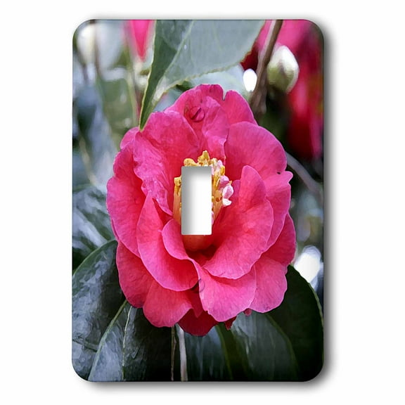 3dRose, Camellia Japonica Flower, single toggle switch
