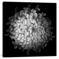 thumbnail image 2 of iCanvas  "Yellow Chrysanthemum I, B&W" by Magda Indigo Canvas Print, 2 of 3